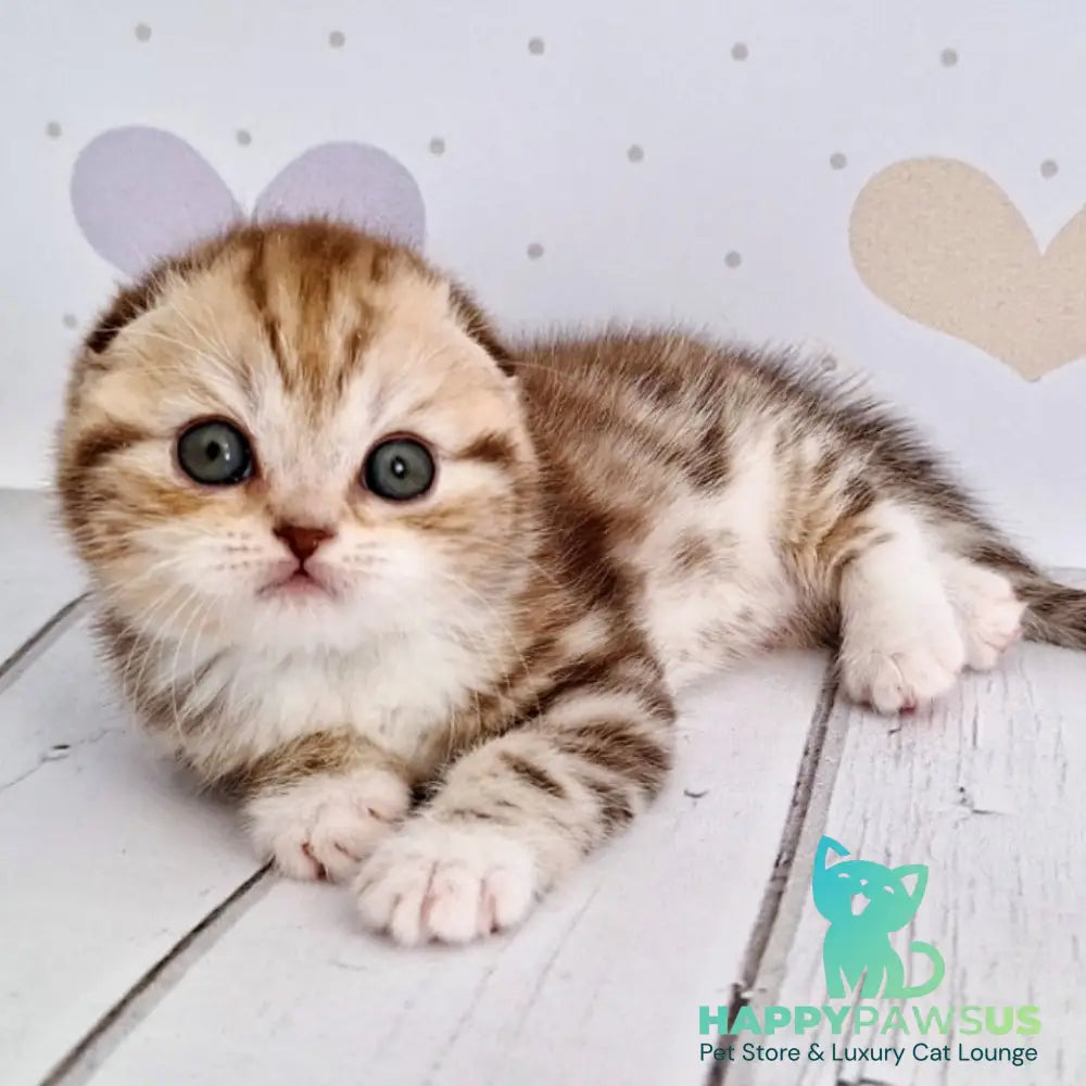 Armani Scottish Fold male chocolate silver tabby bicolour - live animals