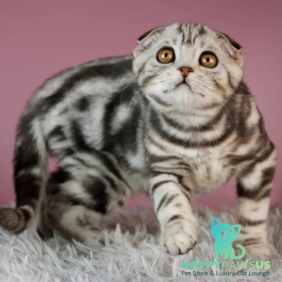 Armany Scottish Fold male black silver tabby - live animals