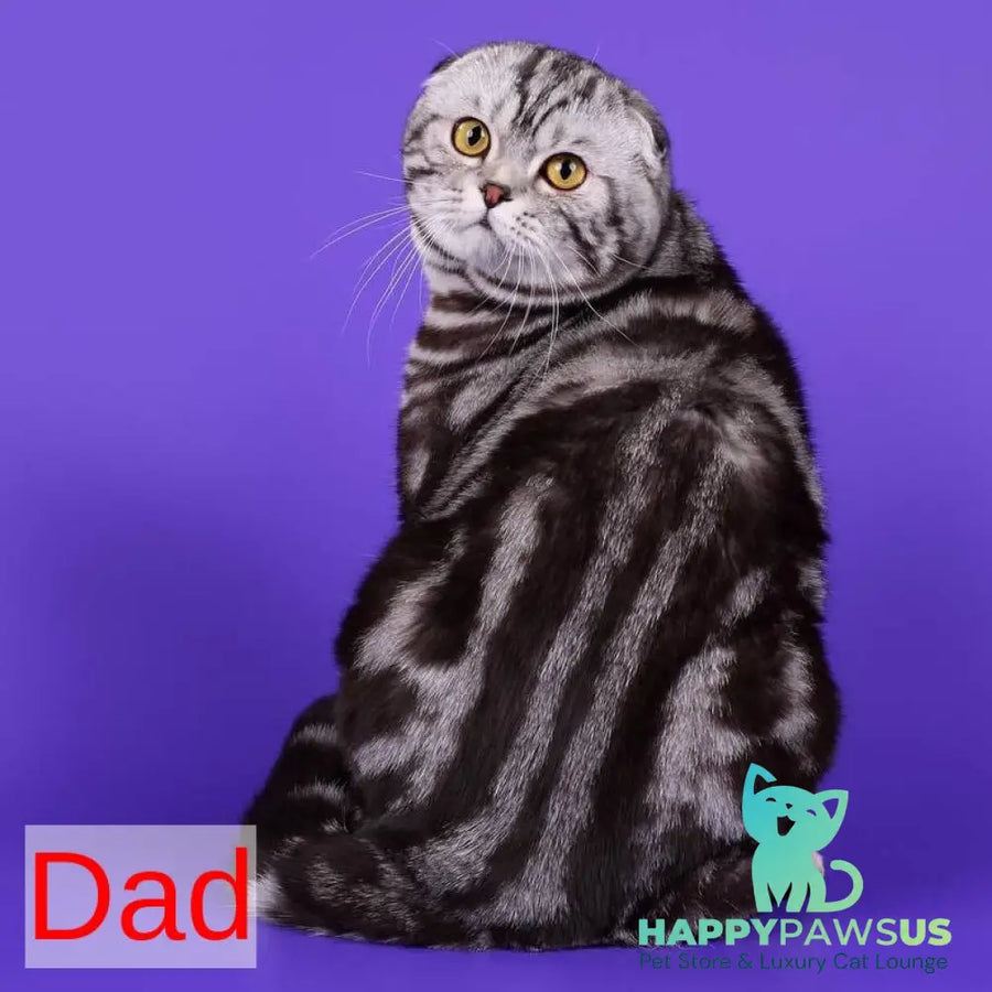 Armany Scottish Fold male black silver tabby - live animals