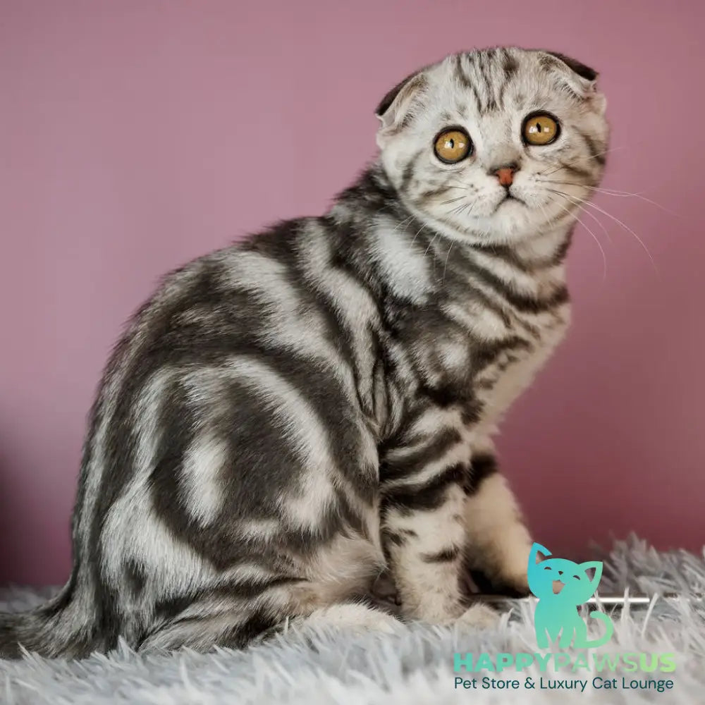 Armany Scottish Fold male black silver tabby - live animals