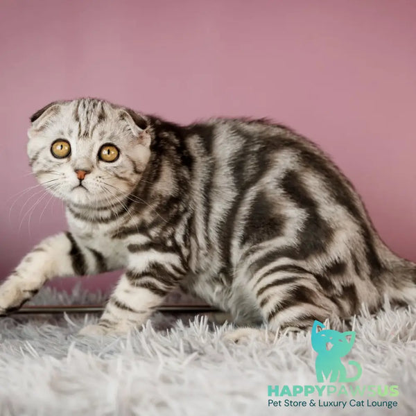Armany Scottish Fold male black silver tabby - live animals