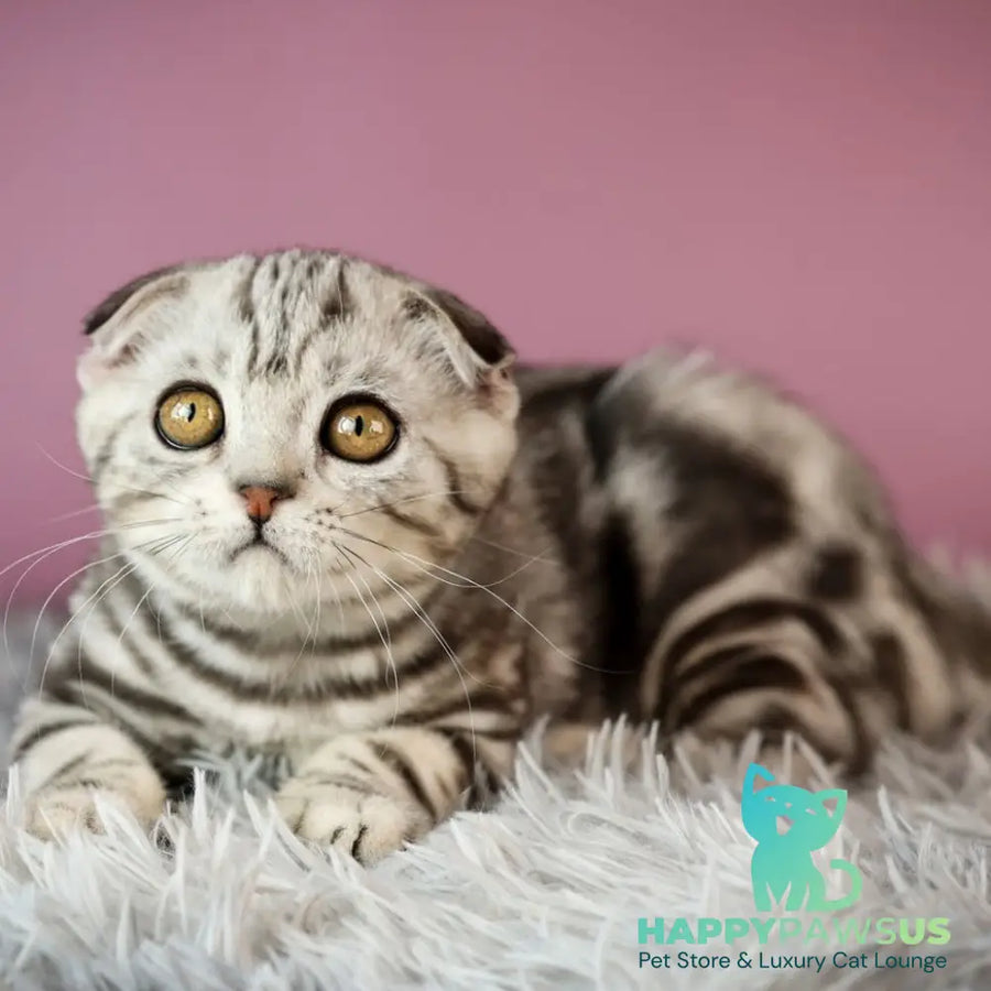 Armany Scottish Fold male black silver tabby - live animals