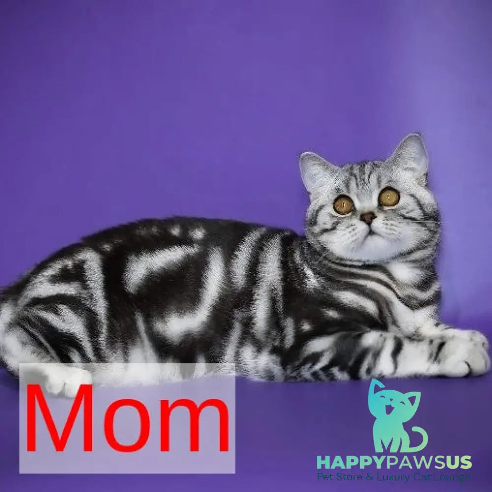 Armany Scottish Fold male black silver tabby - live animals