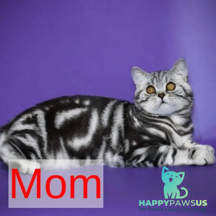 Armany Scottish Fold male black silver tabby - live animals