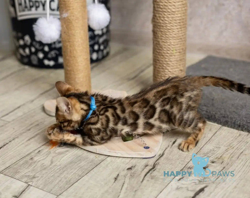Arni Bengal male black spotted tabby live animals