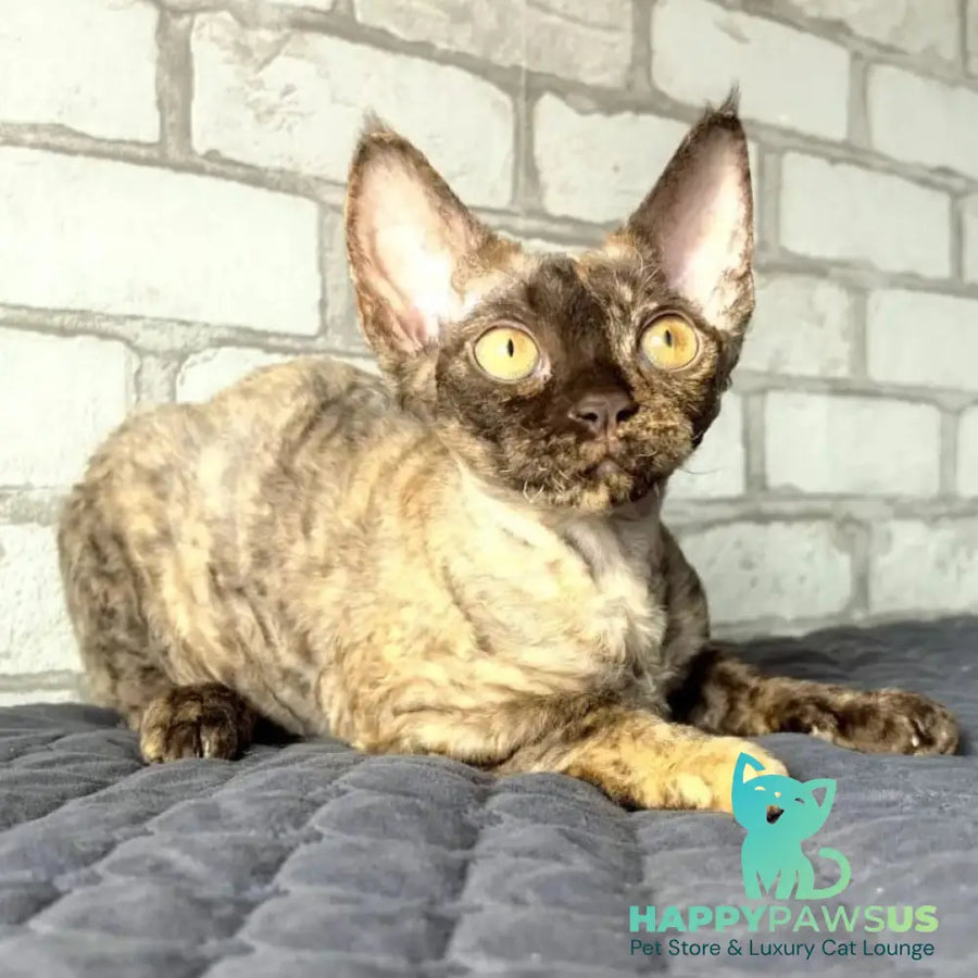 Arnij Devon Rex female chocolate tortie - live animals