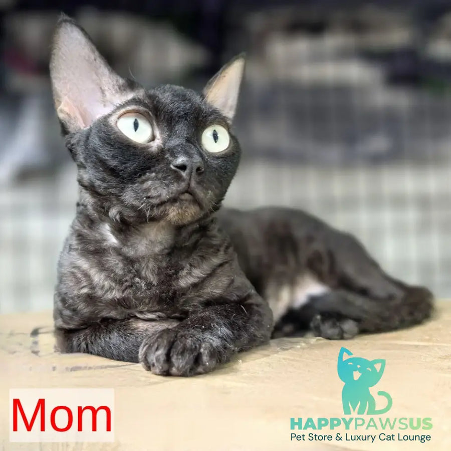 Arnij Devon Rex female chocolate tortie - live animals