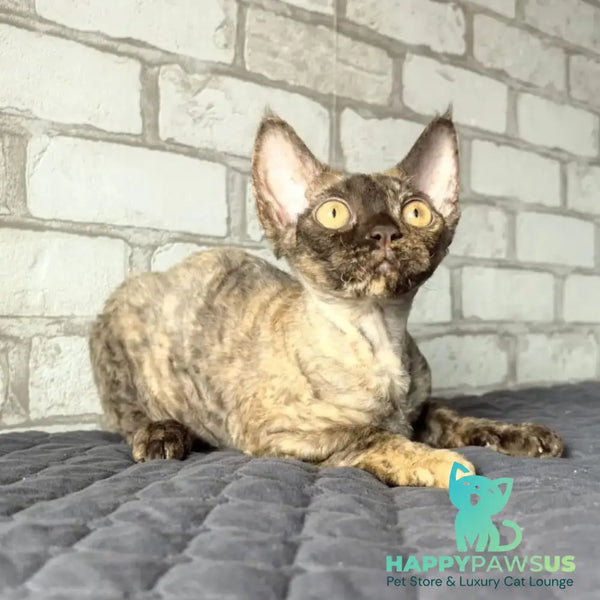 Arnij Devon Rex female chocolate tortie - live animals