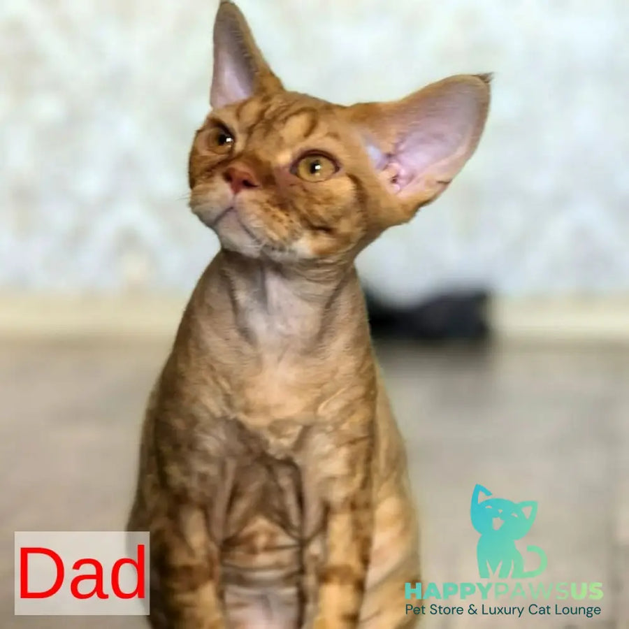Arnij Devon Rex female chocolate tortie - live animals