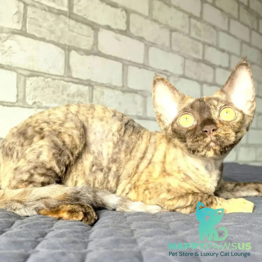 Arnij Devon Rex female chocolate tortie - live animals