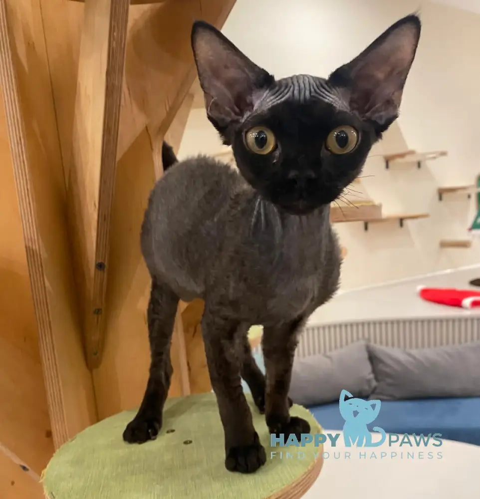 Arnold Devon Rex male black live animals