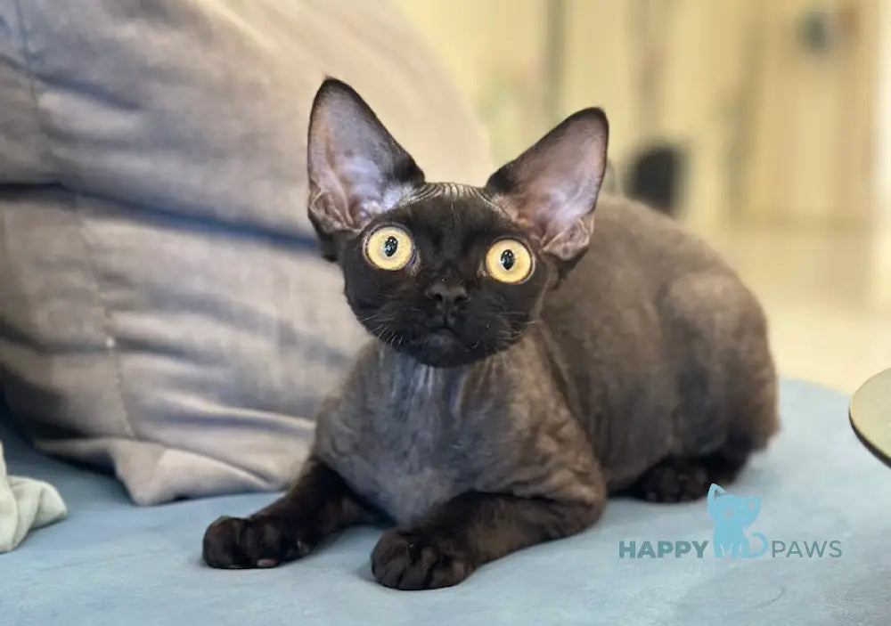 Arnold Devon Rex male black live animals