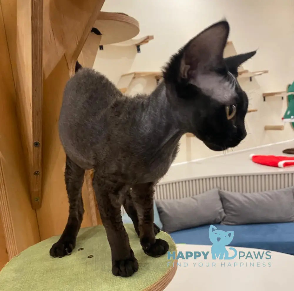 Arnold Devon Rex male black live animals