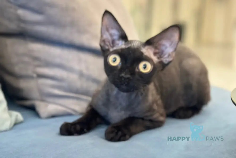 Arnold Devon Rex male black live animals