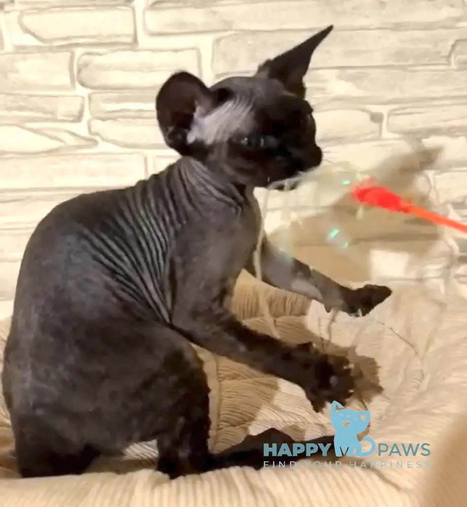 Arnold Devon Rex male black live animals