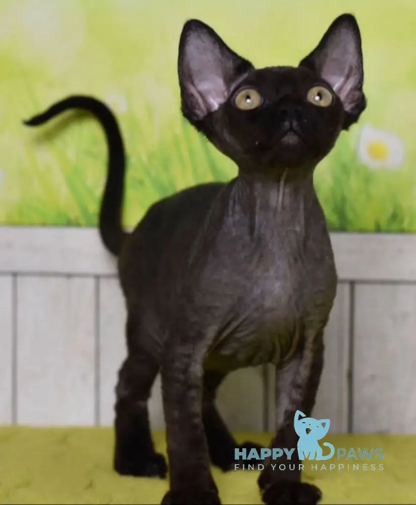 Arnold Devon Rex male black live animals