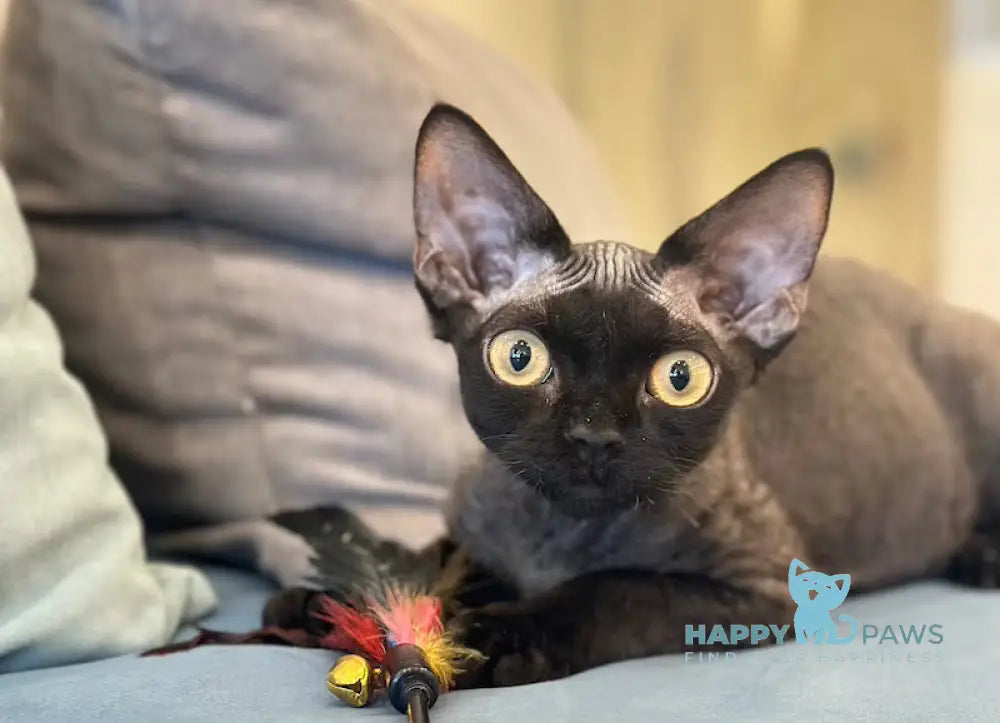 Arnold Devon Rex male black live animals