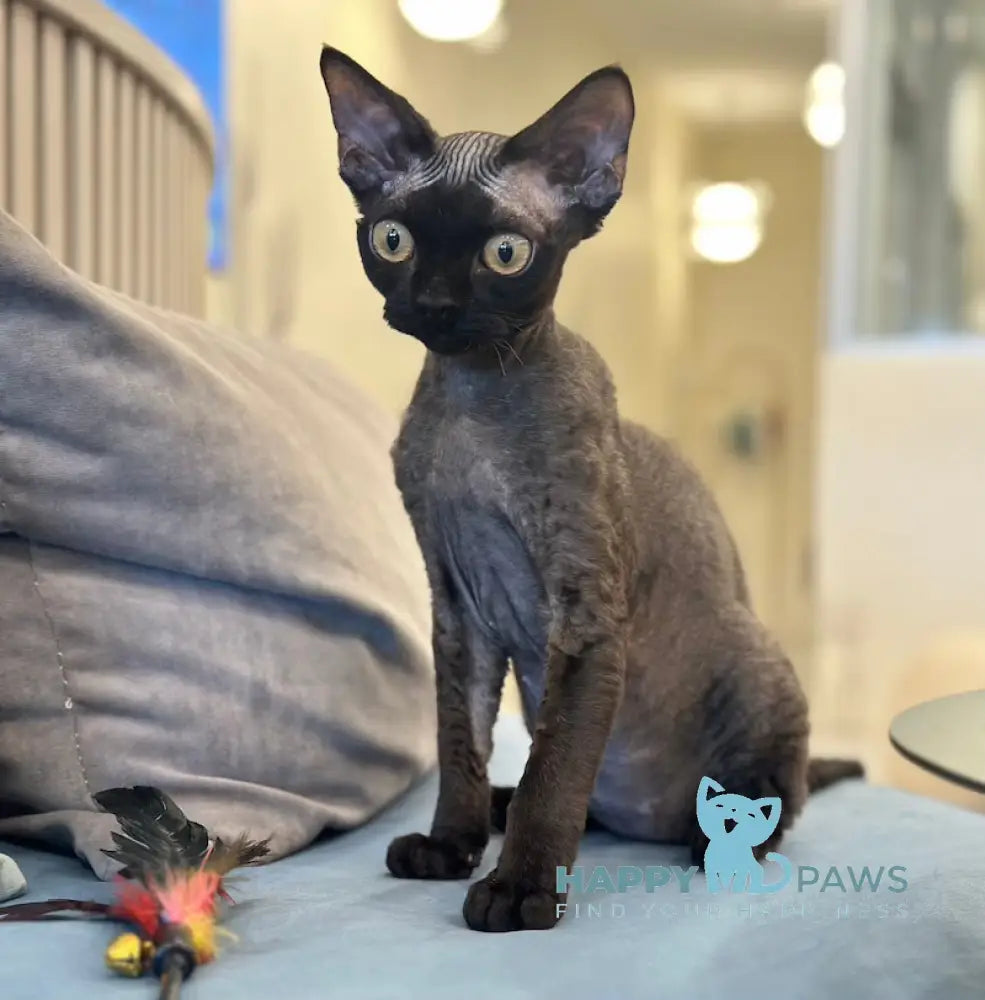 Arnold Devon Rex male black live animals
