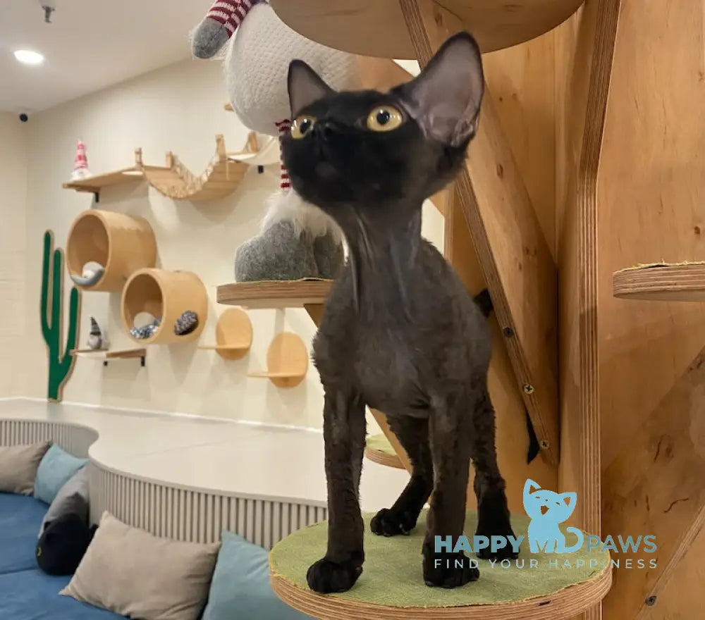 Arnold Devon Rex male black live animals