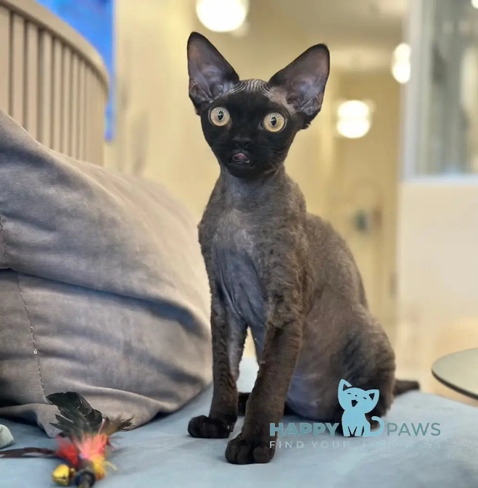 Arnold Devon Rex male black live animals