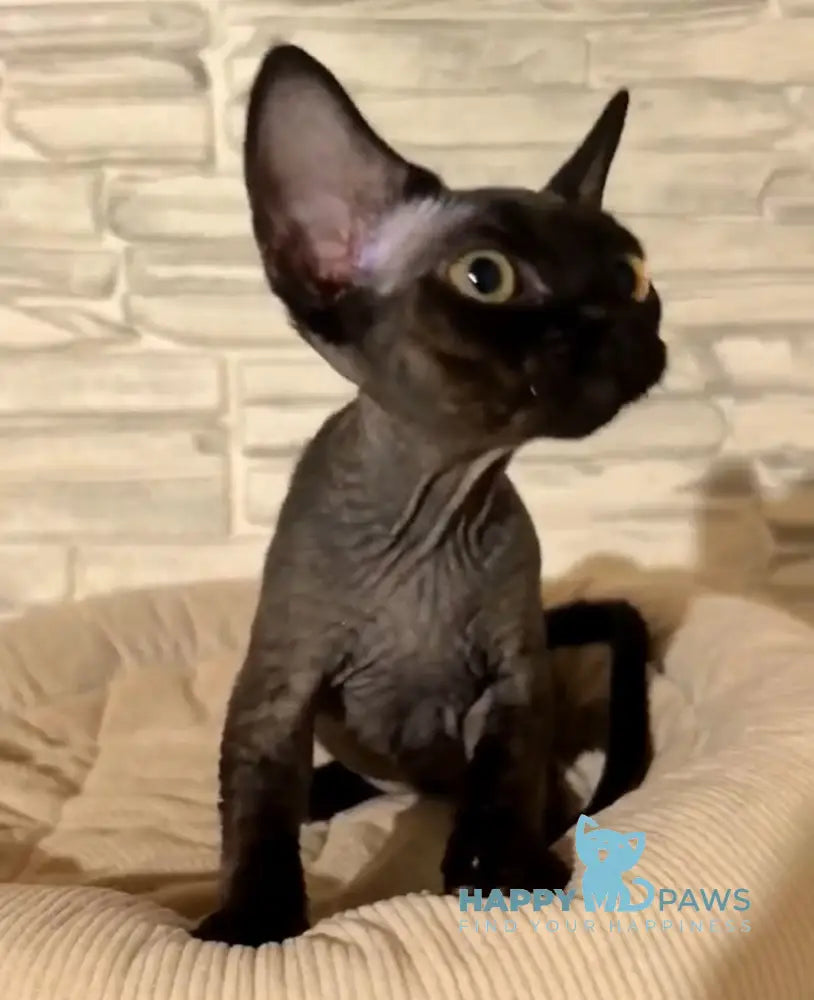 Arnold Devon Rex male black live animals