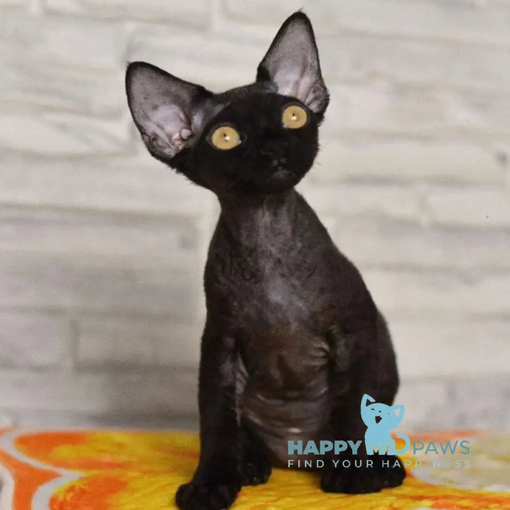 Arnold Devon Rex male black live animals