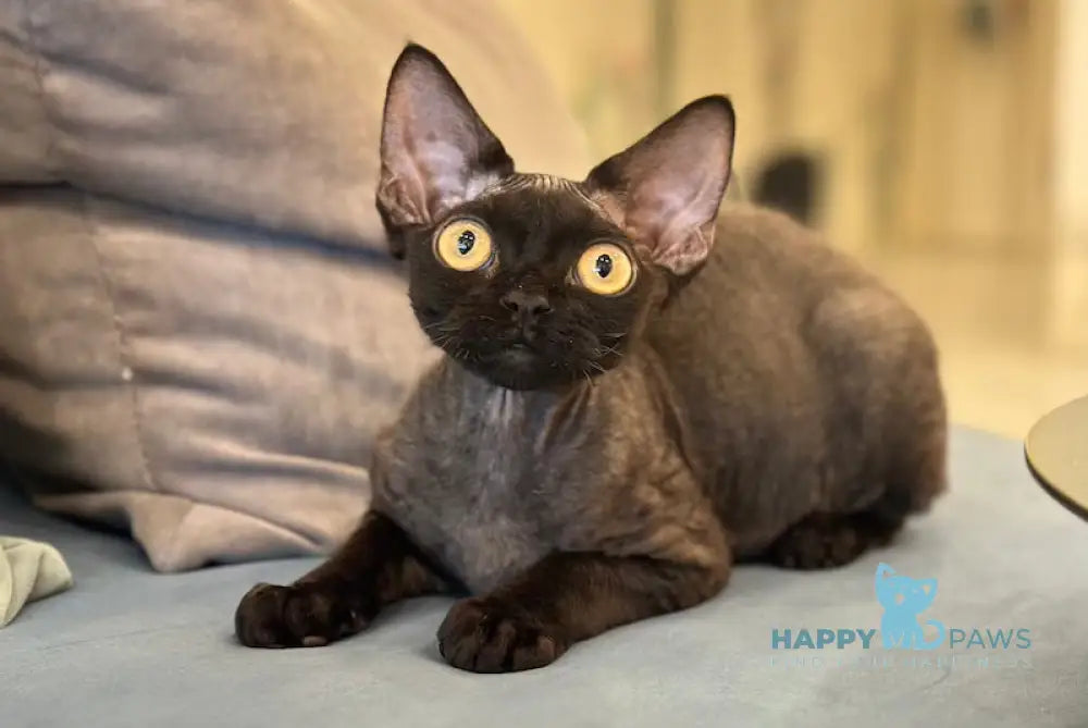 Arnold Devon Rex male black live animals