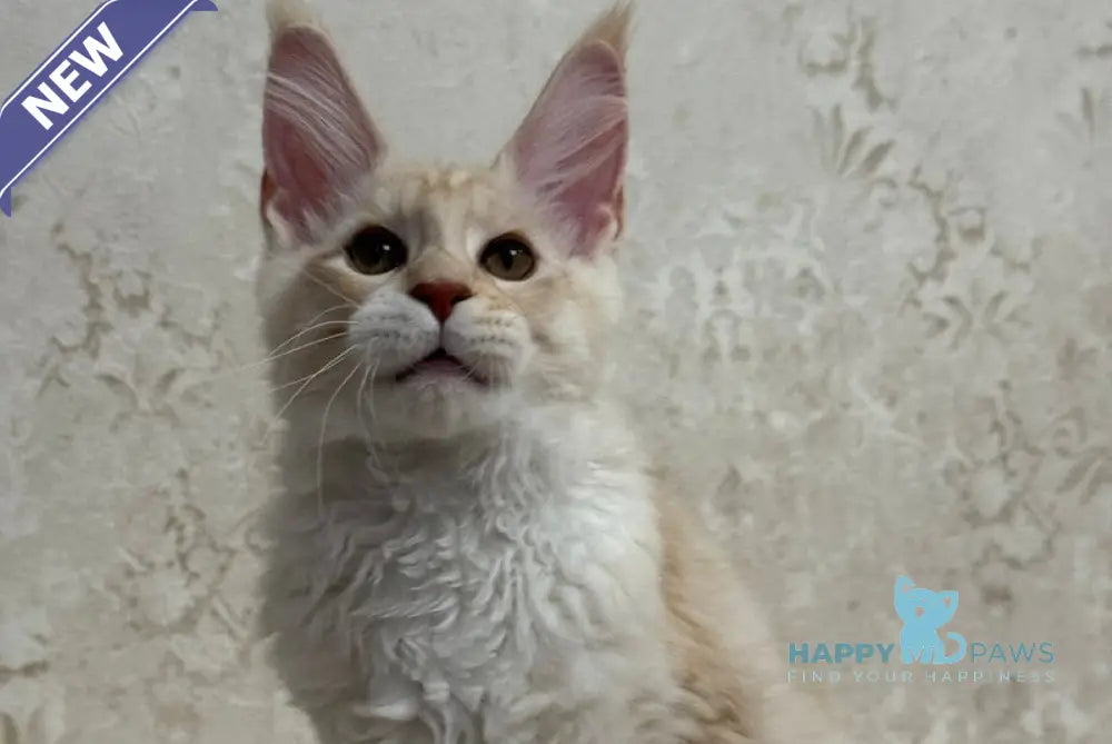 Arnold Maine Coon male red silver live animals