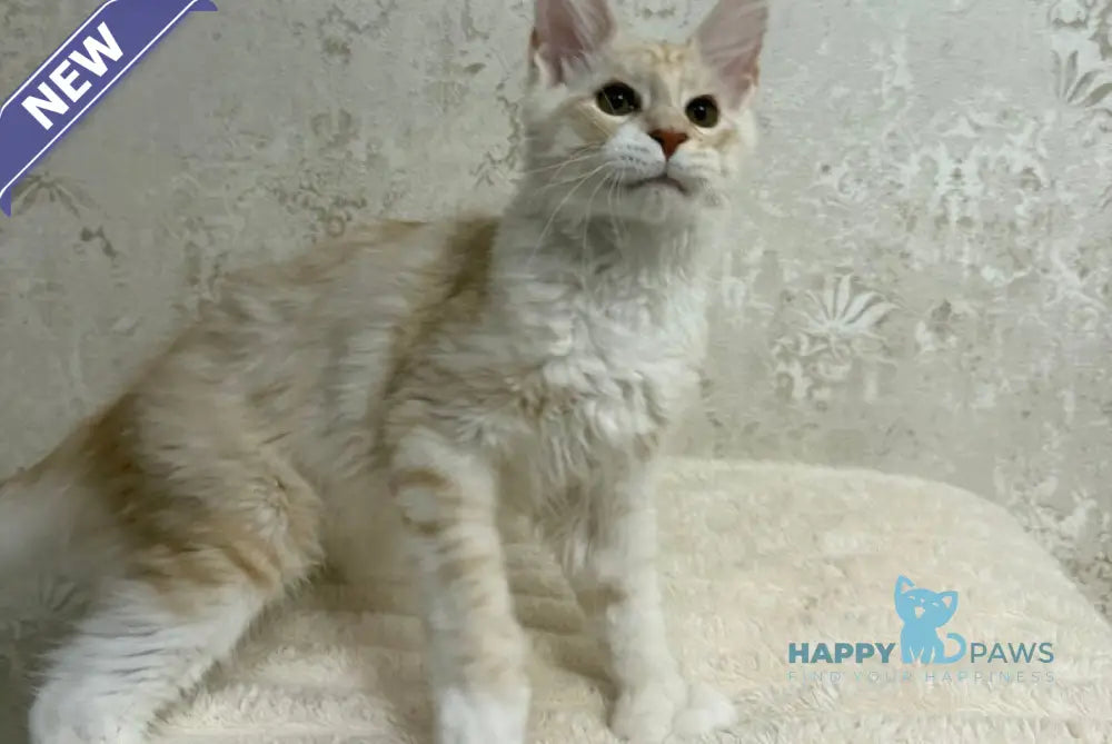 Arnold Maine Coon male red silver live animals