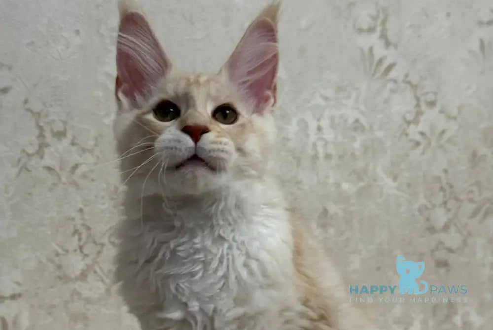 Arnold Maine Coon male red silver live animals