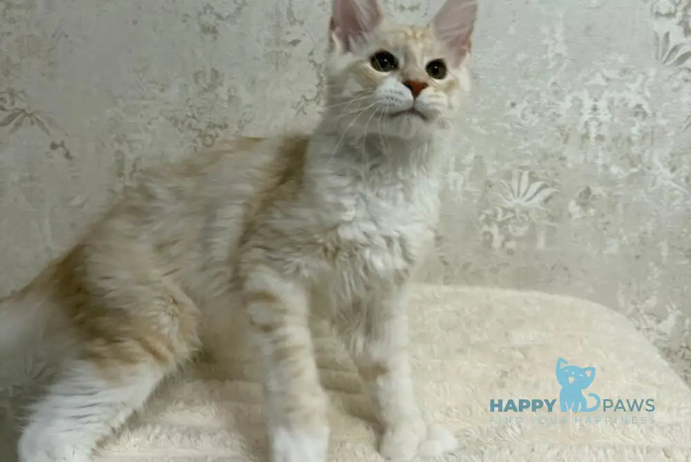 Arnold Maine Coon male red silver live animals