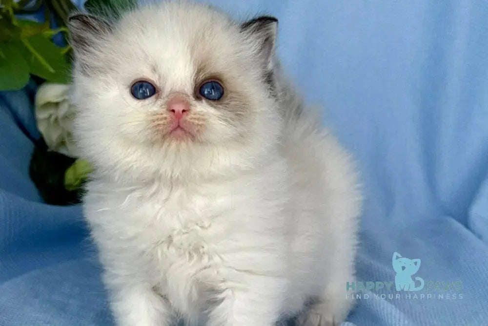 Arnold Ragdoll male black bicolour live animals