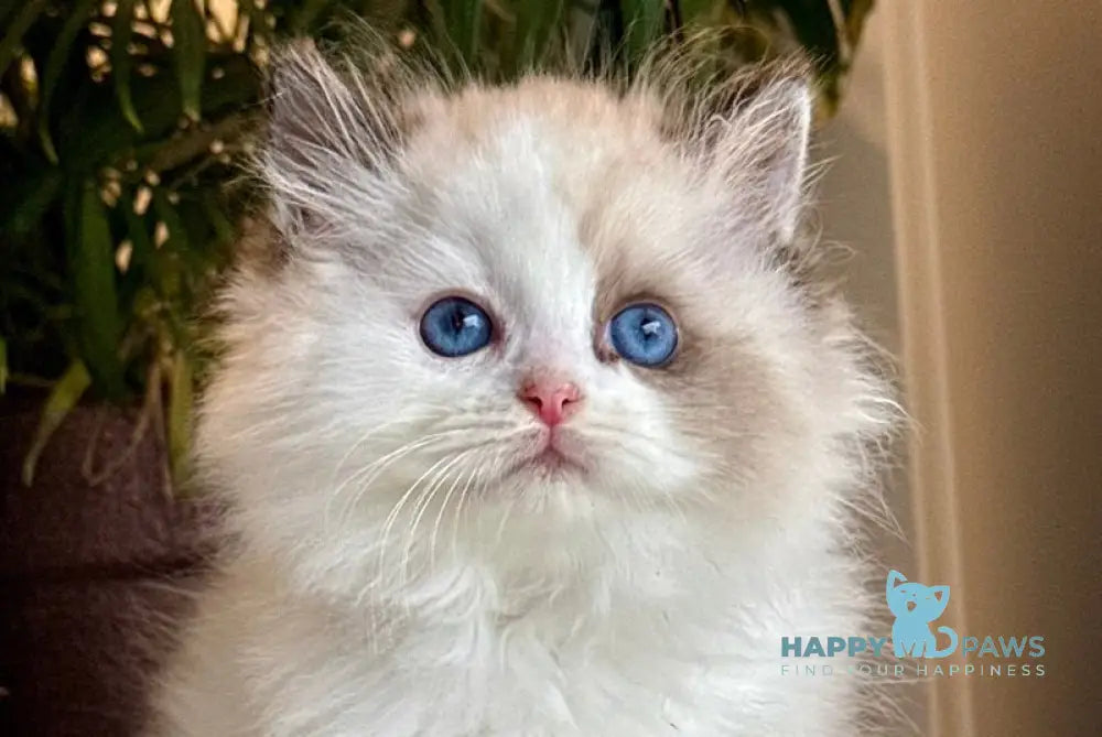 Arnold Ragdoll male black bicolour live animals