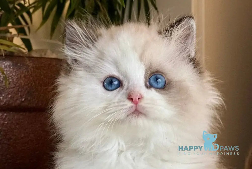 Arnold Ragdoll male black bicolour live animals