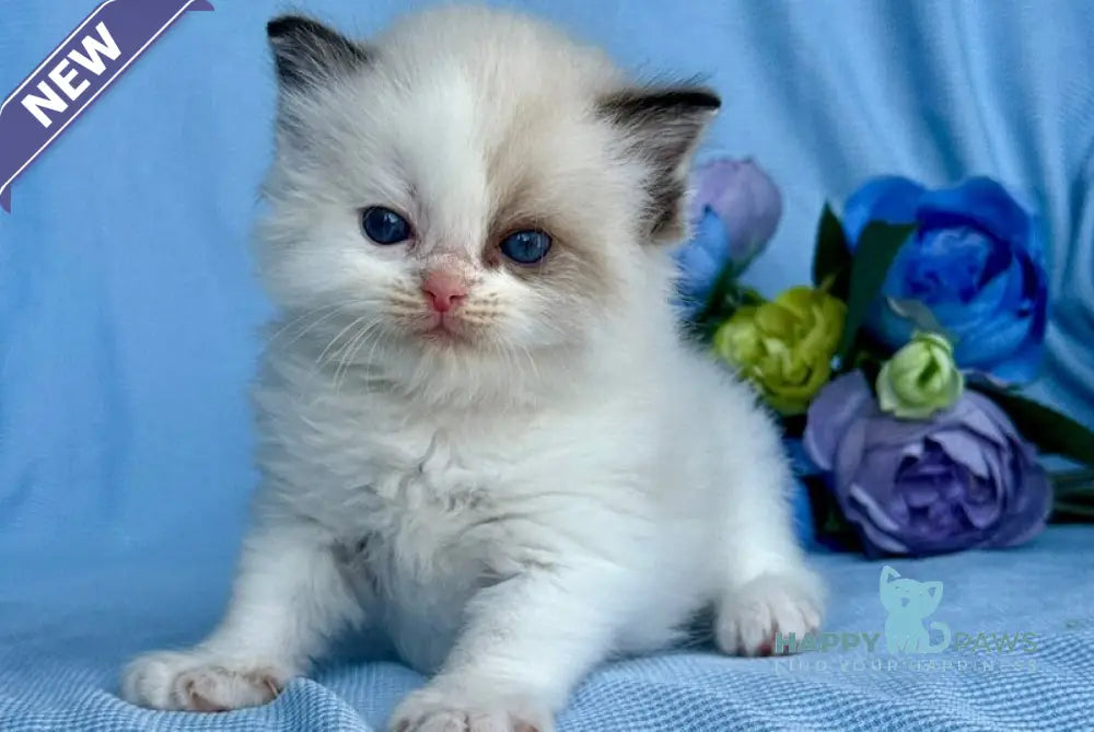 Arnold Ragdoll male black bicolour live animals
