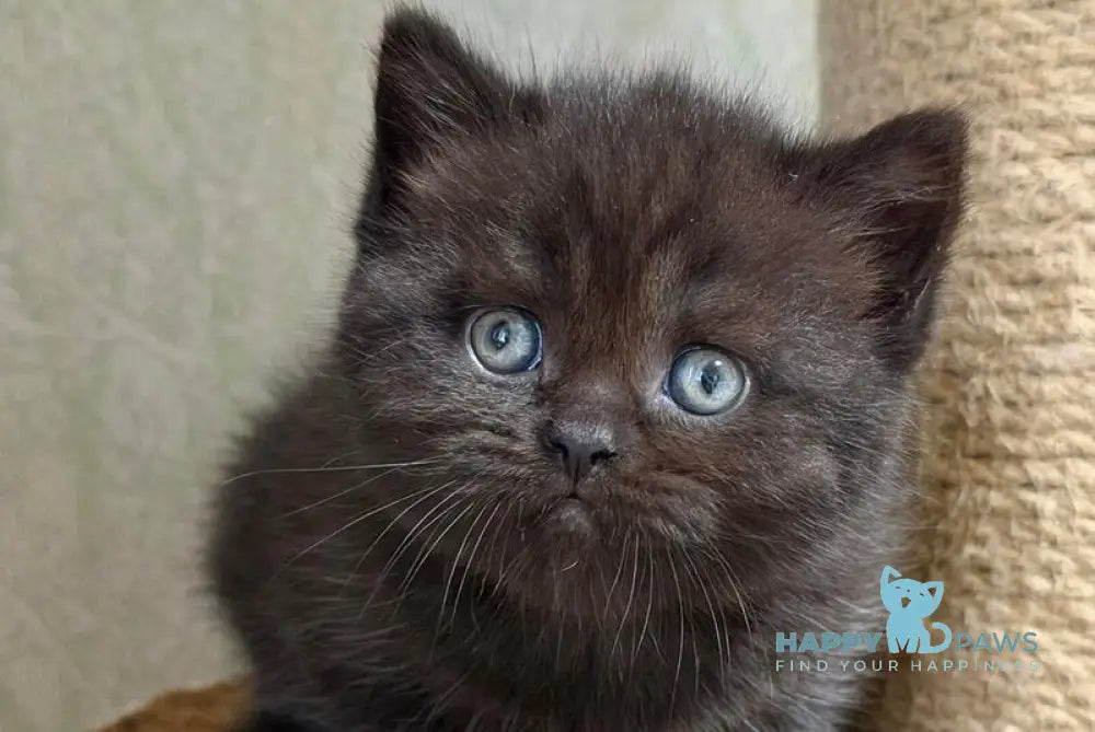 Arny Scottish Straight male black - live animals