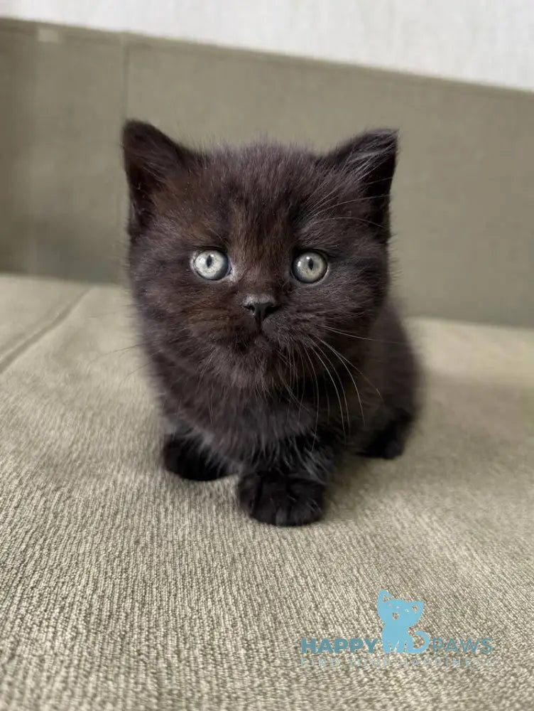 Arny Scottish Straight male black - live animals