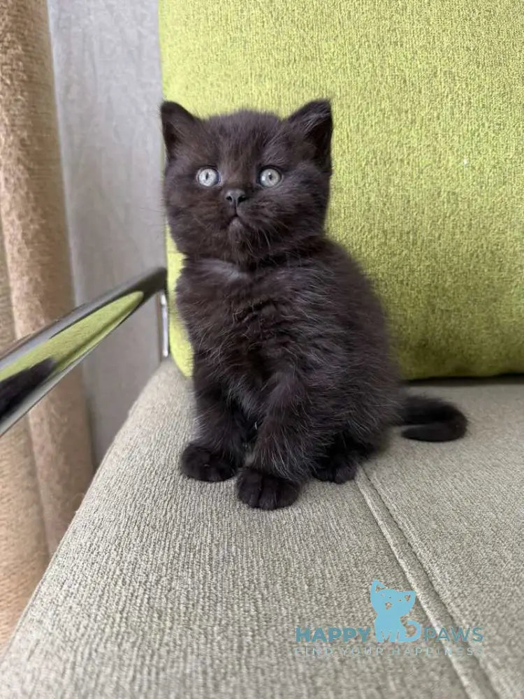 Arny Scottish Straight male black - live animals