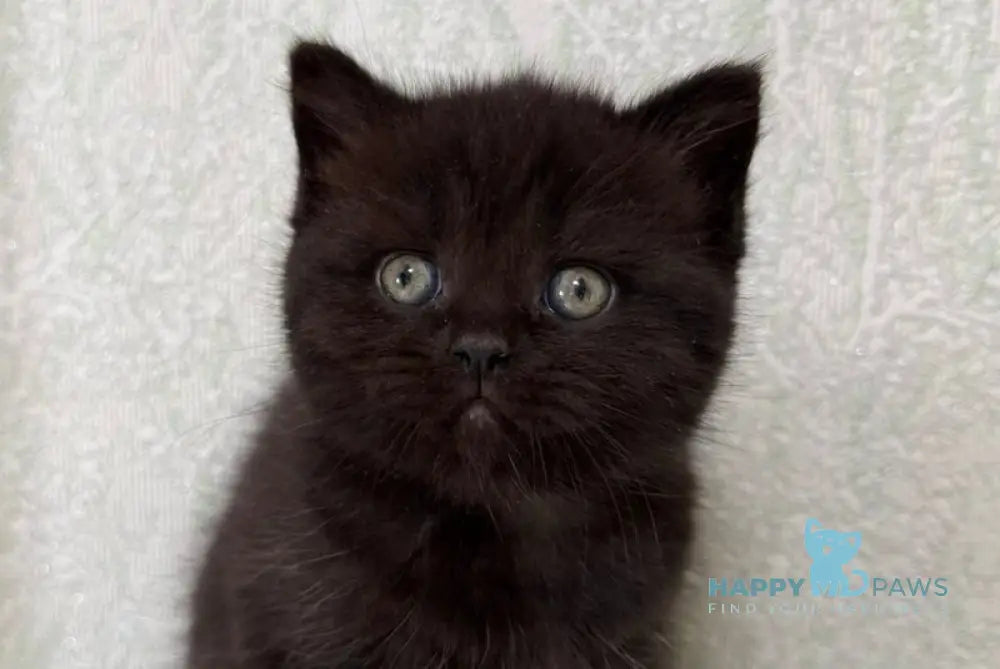 Arny Scottish Straight male black - live animals
