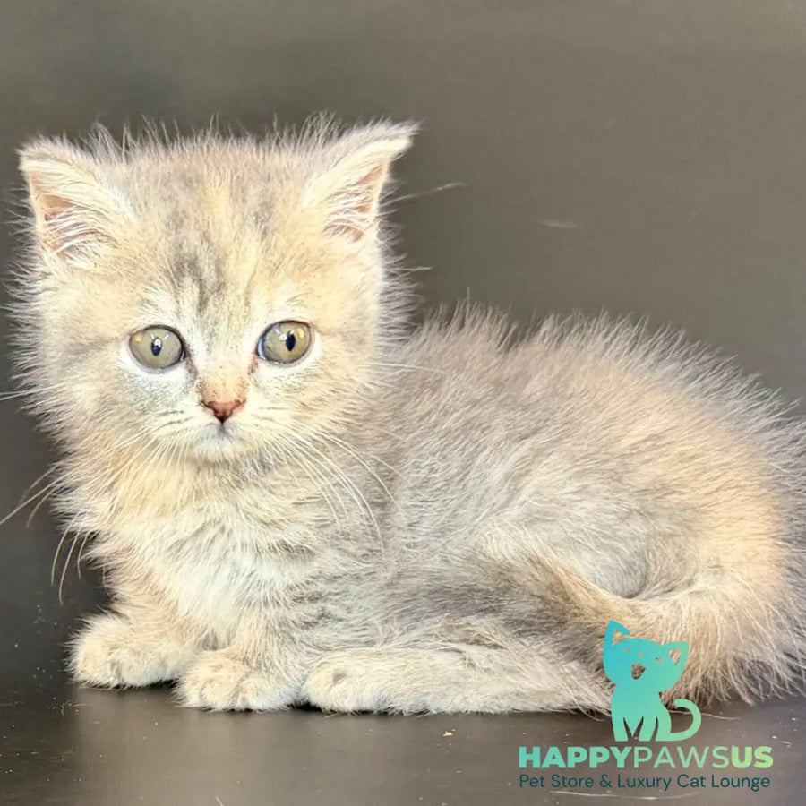 Arrow Munchkin female blue tortie tabby - live animals
