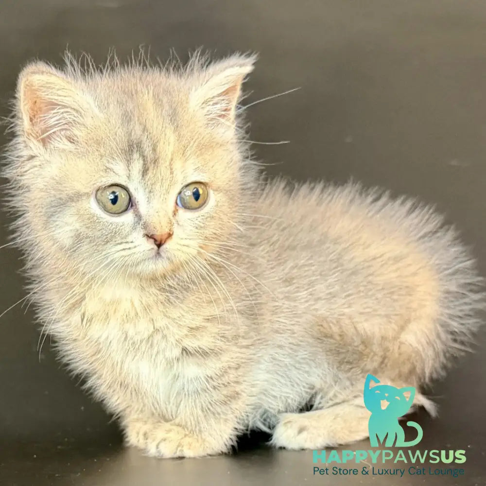 Arrow Munchkin female blue tortie tabby - live animals