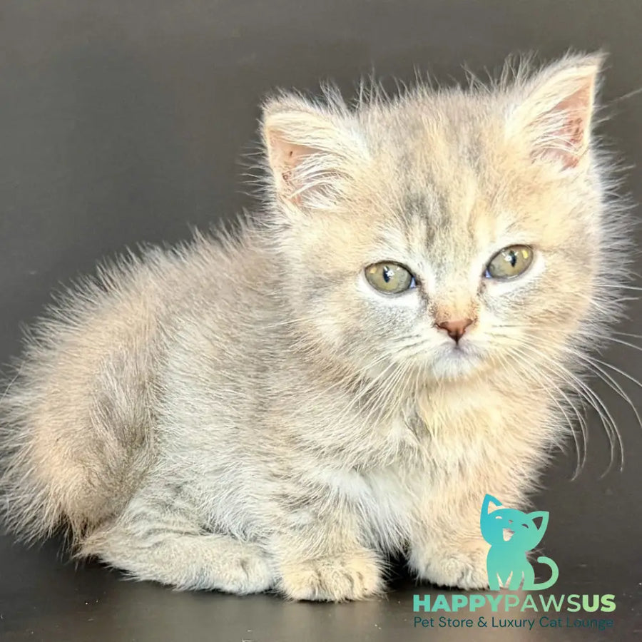 Arrow Munchkin female blue tortie tabby - live animals