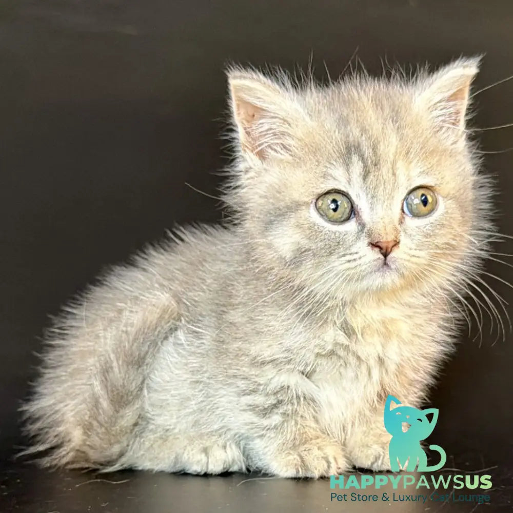 Arrow Munchkin female blue tortie tabby - live animals