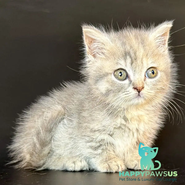Arrow Munchkin female blue tortie tabby - live animals
