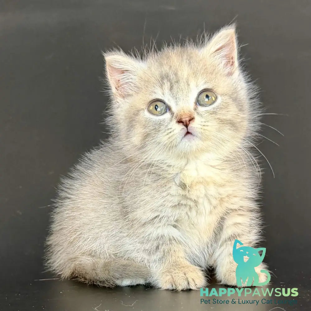 Arrow Munchkin female blue tortie tabby - live animals