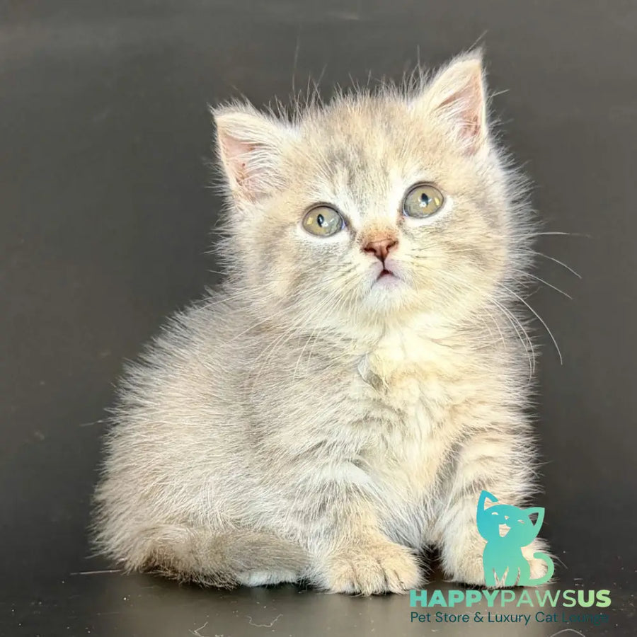 Arrow Munchkin female blue tortie tabby - live animals