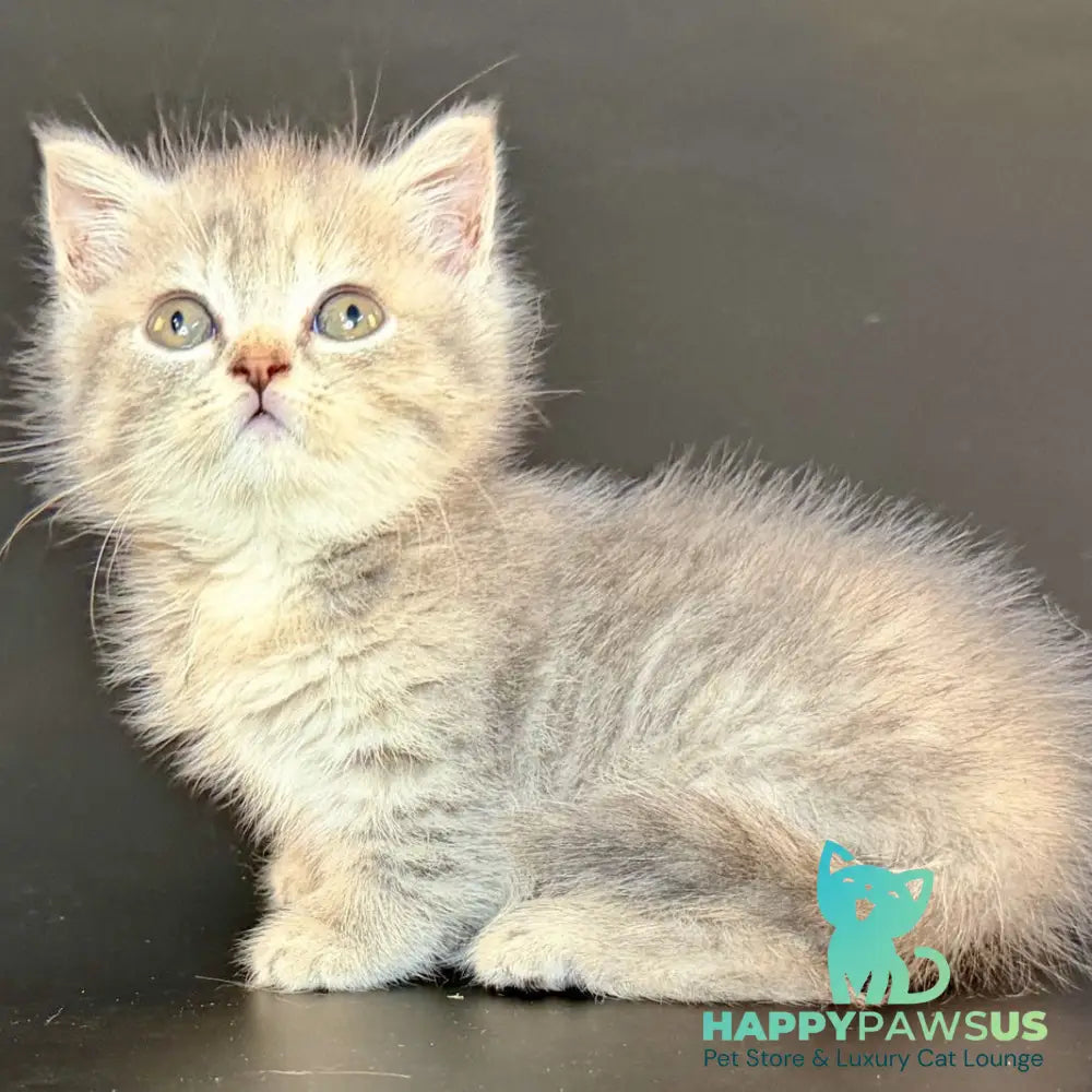 Arrow Munchkin female blue tortie tabby - live animals