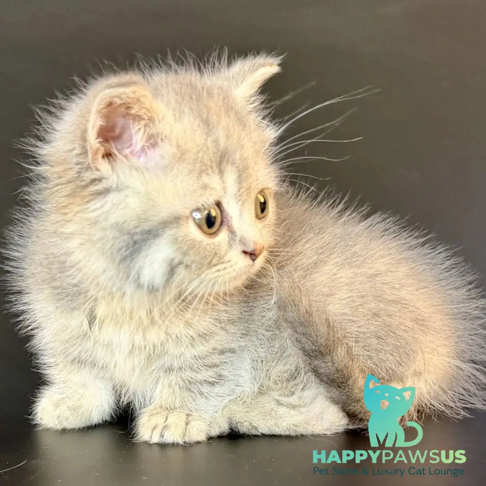 Arrow Munchkin female blue tortie tabby - live animals