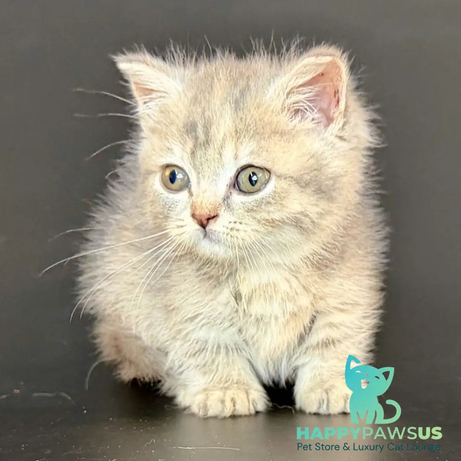 Arrow Munchkin female blue tortie tabby - live animals