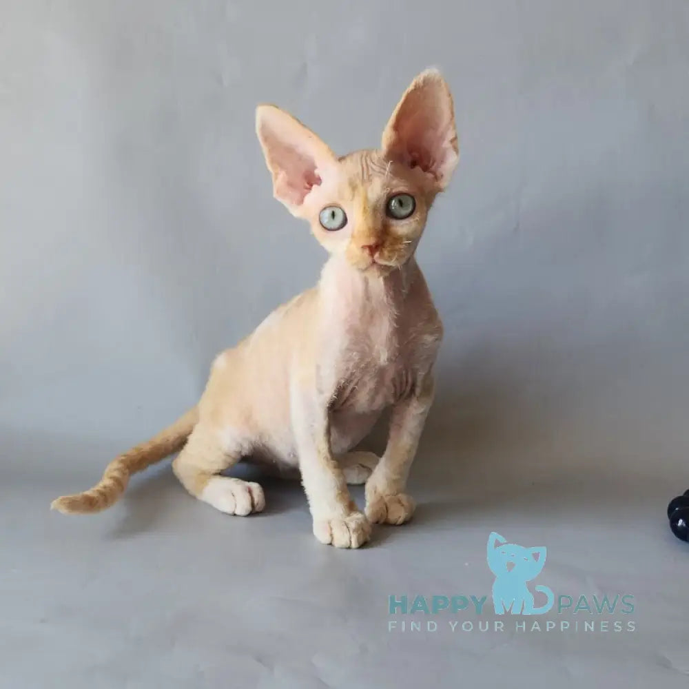 Arsen Devon Rex male cream bicolour live animals